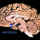 Illustration for article titled How scientists discovered the "fear center" of the brain